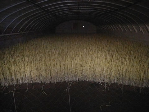 大棚内部
