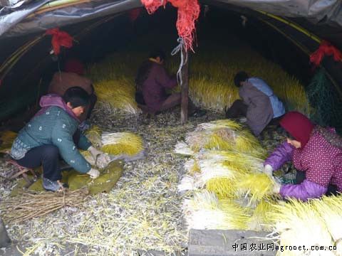 蒜黄展示